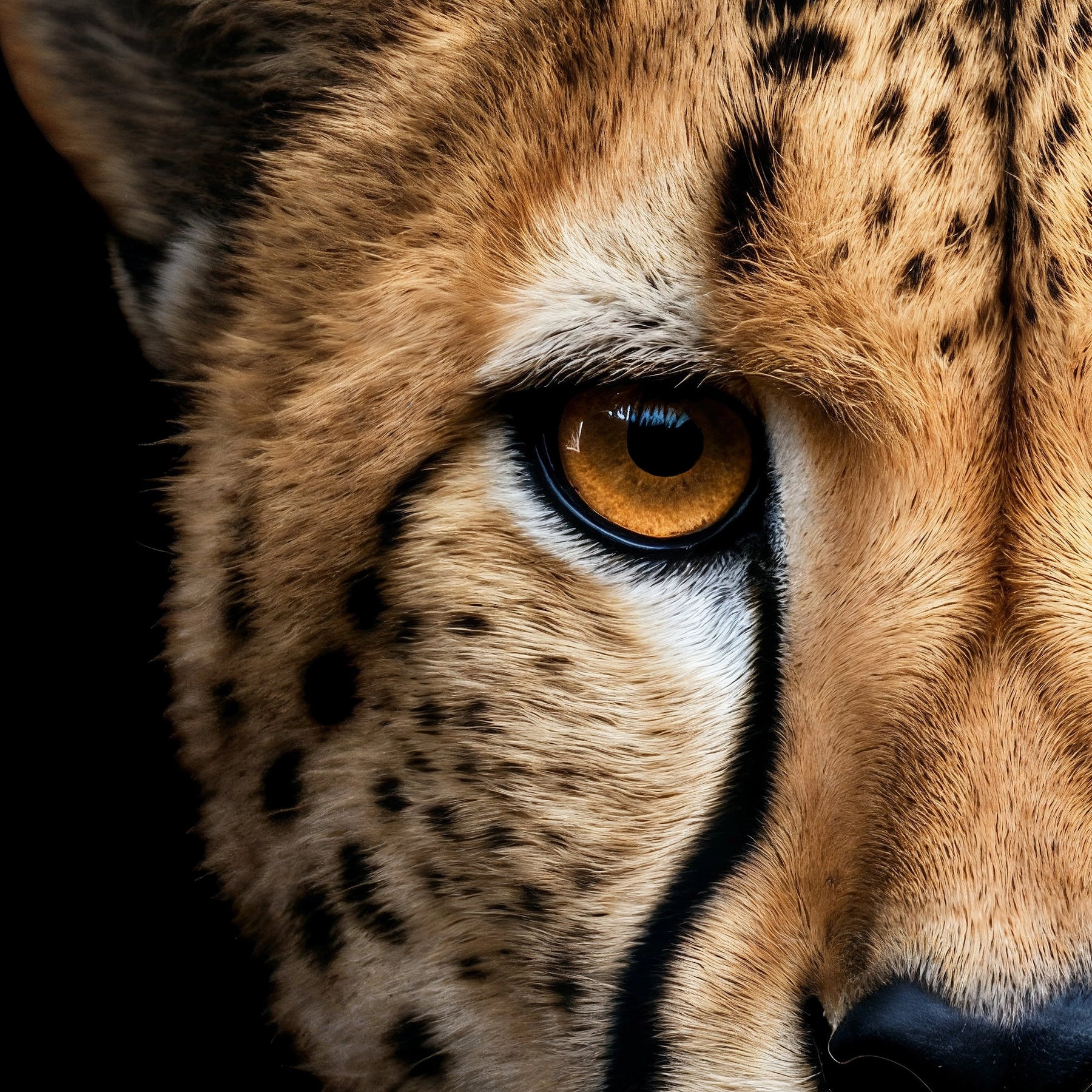 #2 Zephyr | Cheetah Poster - Portrait Front View | 1 of 1000