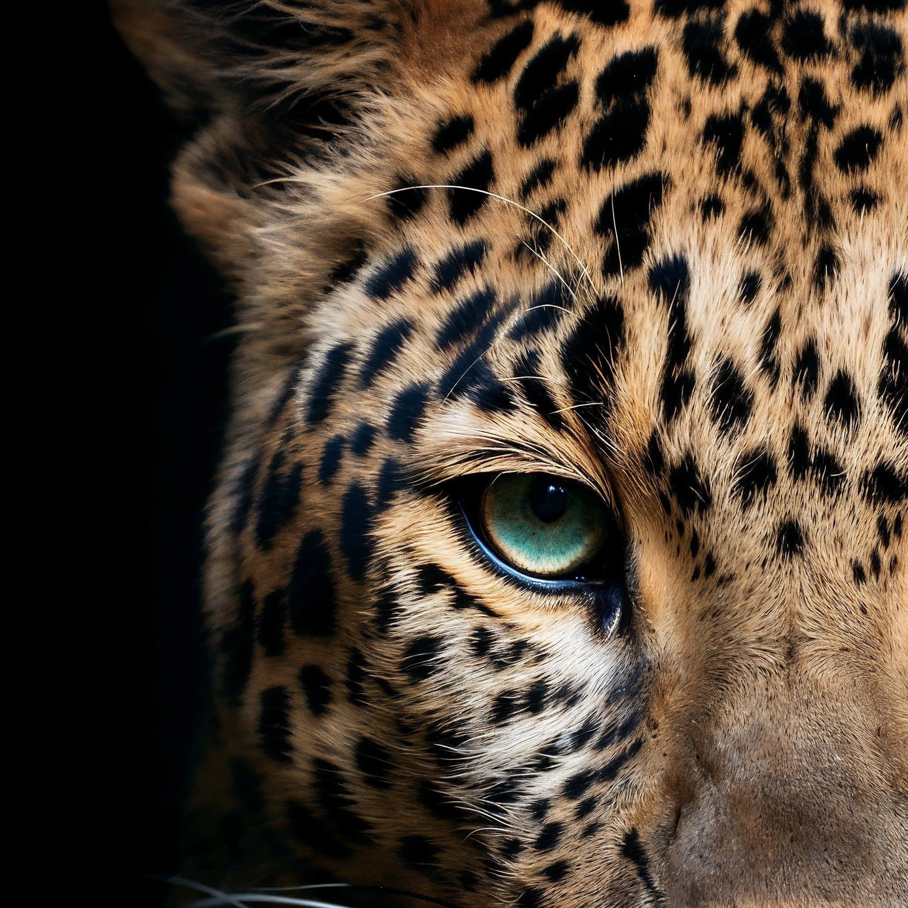 #6 Asani | Leopard Poster - Portrait Front View | 1 of 1000