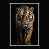 #1 Caesar | Tiger Poster - Full Body Front View | 1 of 1000