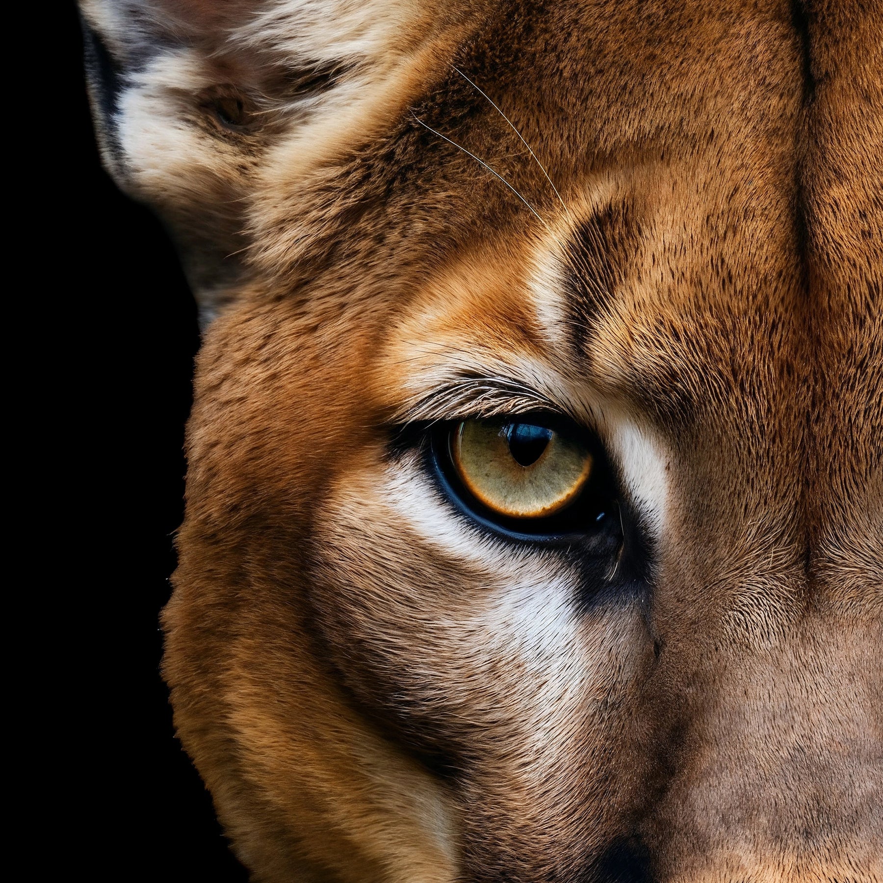 #5 Shadow | Mountain Lion / Cougar Poster - Portrait Front View | 1 of 1000